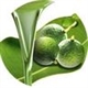 Tamanu